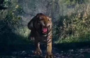 THE TIGER-Hollywood Blockbuster Action Adventure Hindi dubbed Full Movies