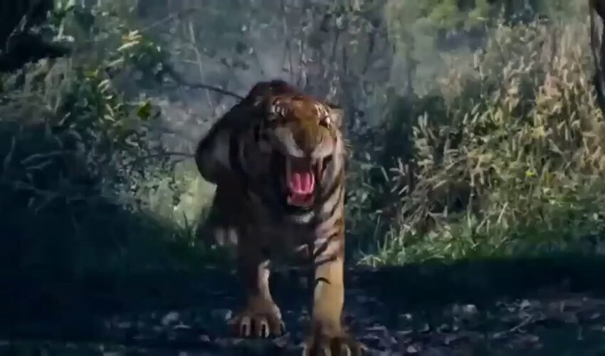 THE TIGER-Hollywood Blockbuster Action Adventure Hindi dubbed Full Movies